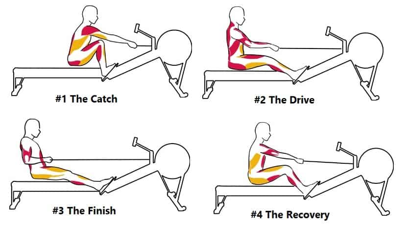 What Muscles Does a Rowing Machine Work?